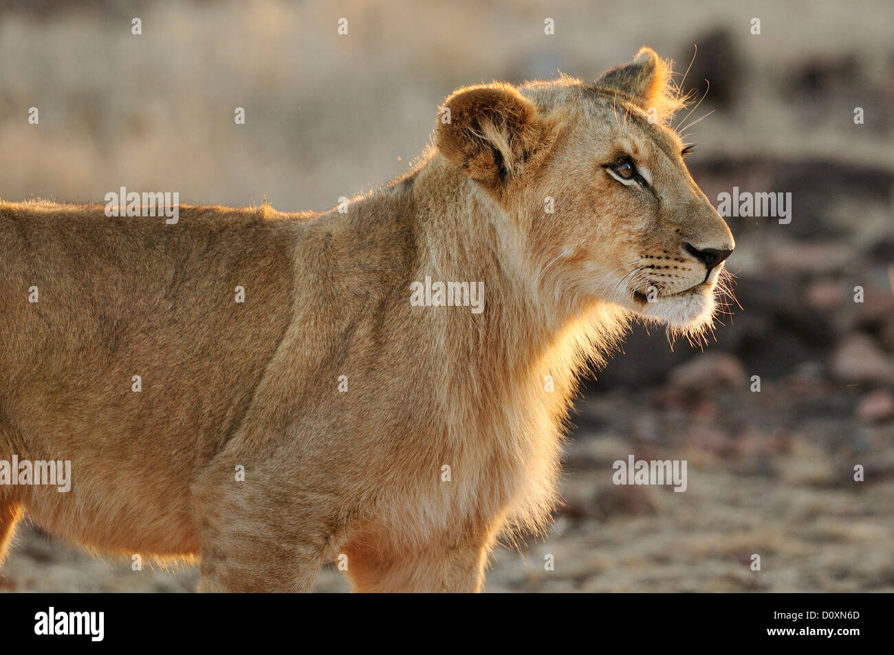 Afrika, Simbabwe, Viktoriafälle, Löwe, Leo, Tier Stockfoto