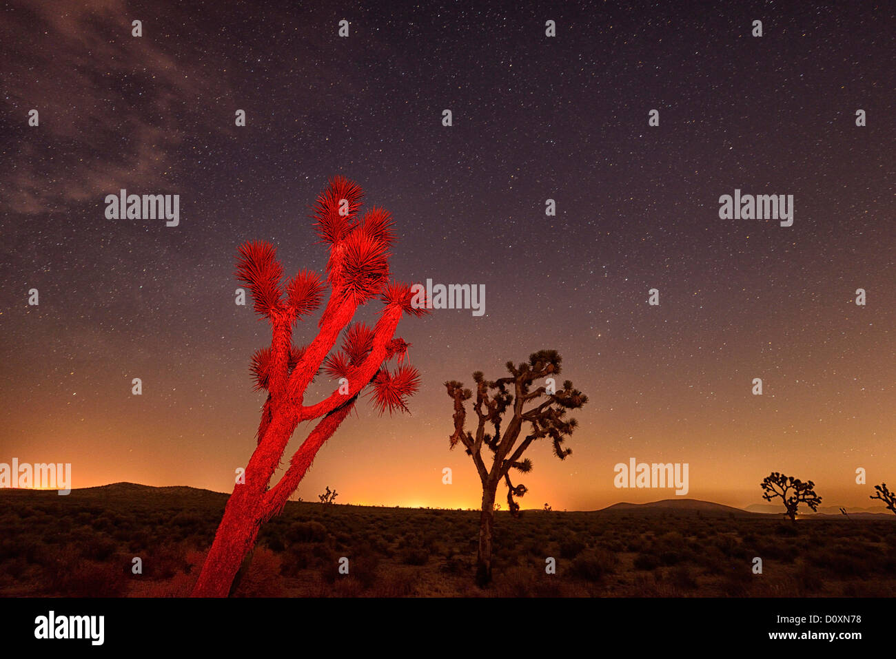 USA, USA, Amerika, Kalifornien, San Bernadino County, Mojave Wüste, Joshua, Baum, Nacht, Sterne, Astro, leichte Pollutio Stockfoto