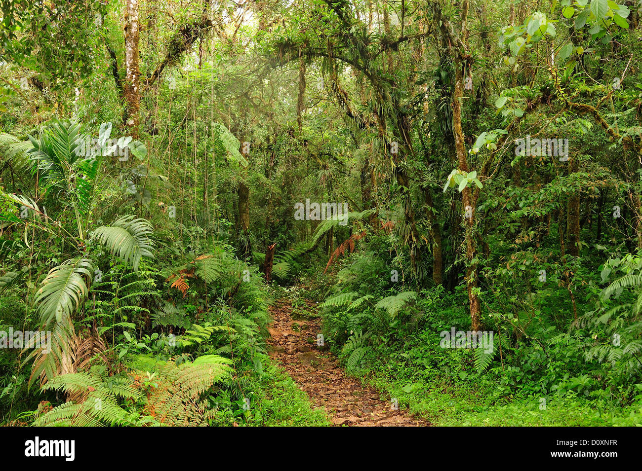 Trail, Parque Nacional de Amistad national Park, UNESCO, Boquete, Panama, Mittelamerika, Stockfoto