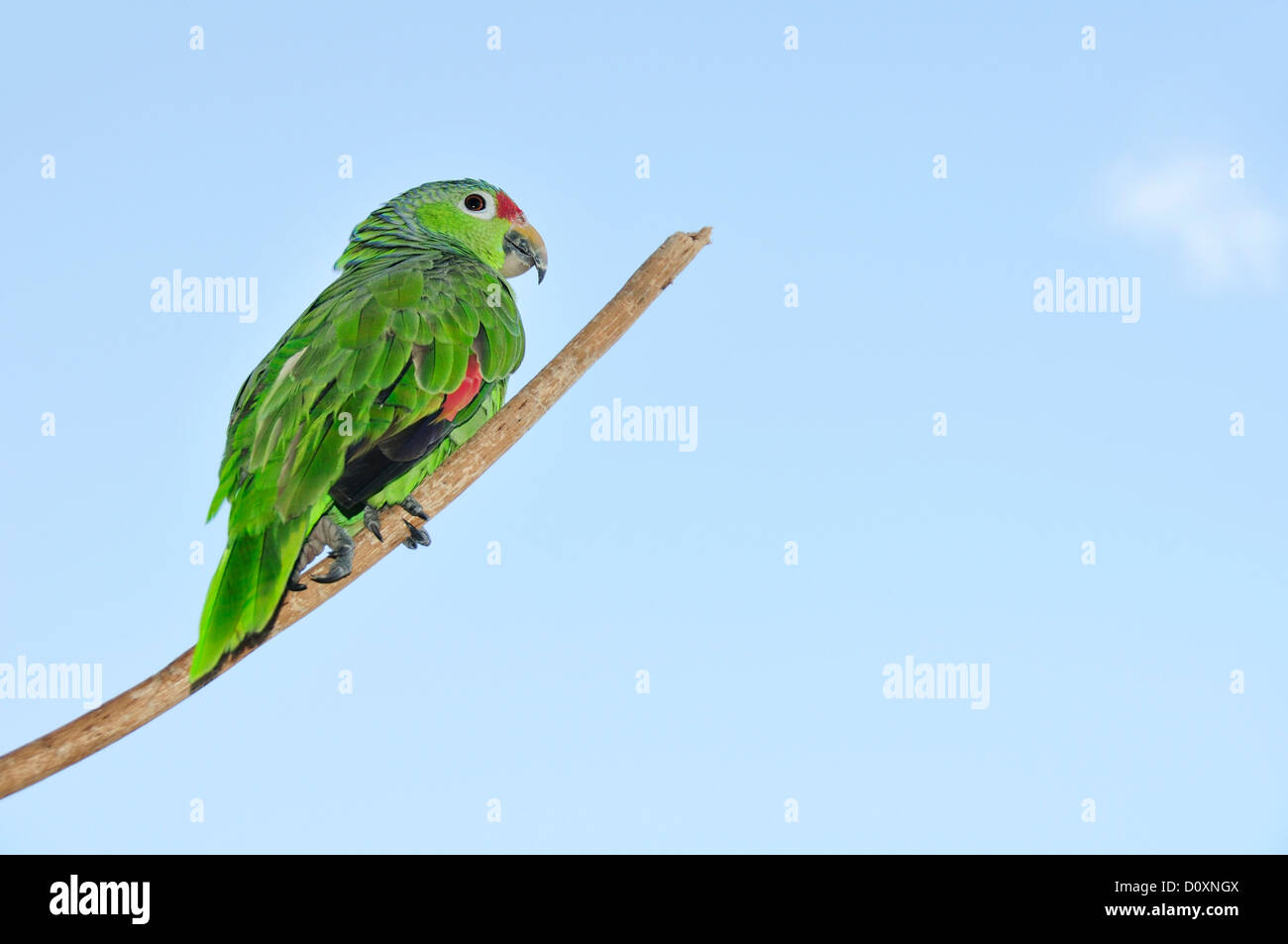 Papagei, Bocas del Toro, Isla Colon, Panama, Mittelamerika, Vogel Stockfoto