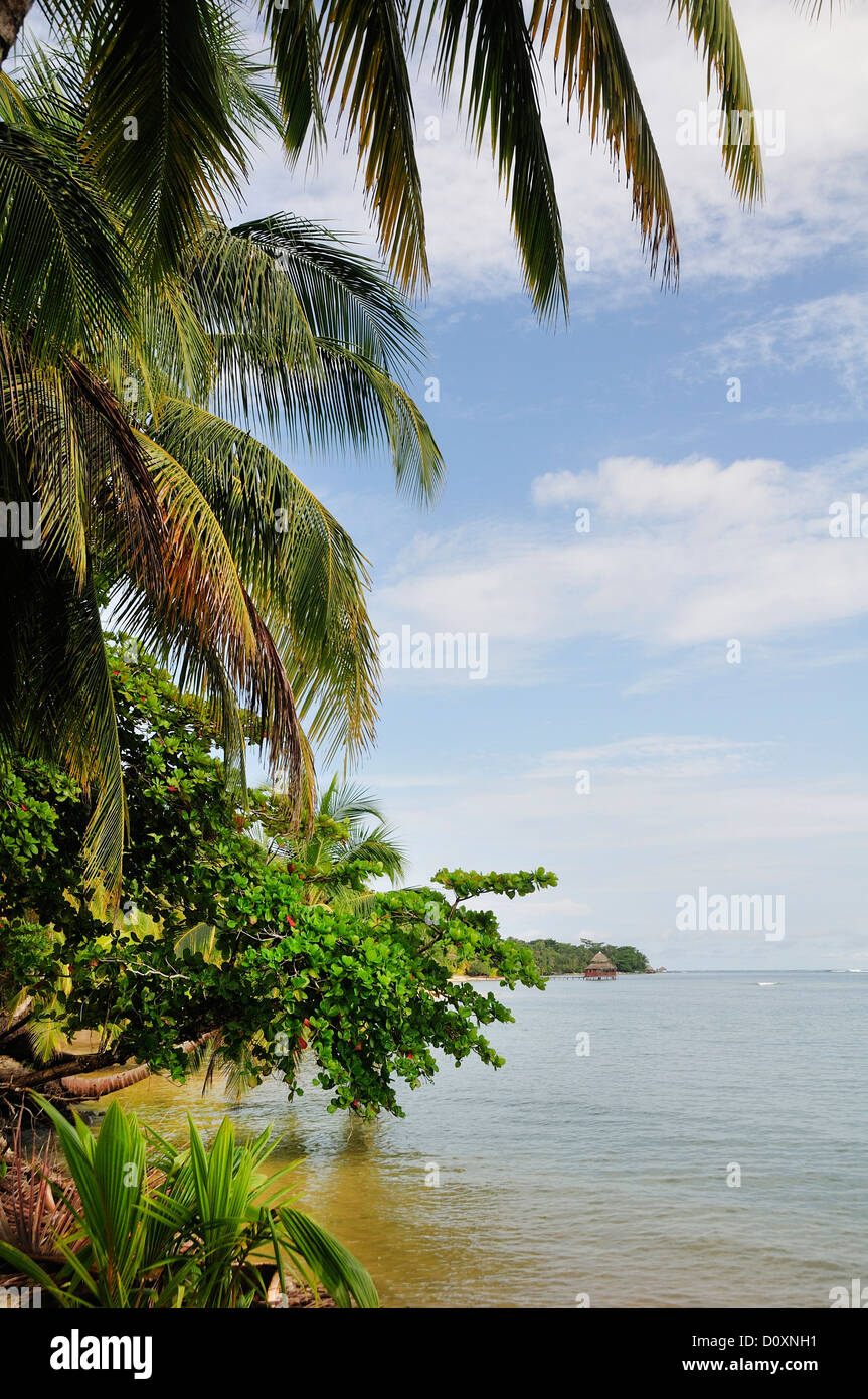 Palme, Bastimentos Island, Karibik, Bocas del Toro, Panama, Mittelamerika, Stockfoto