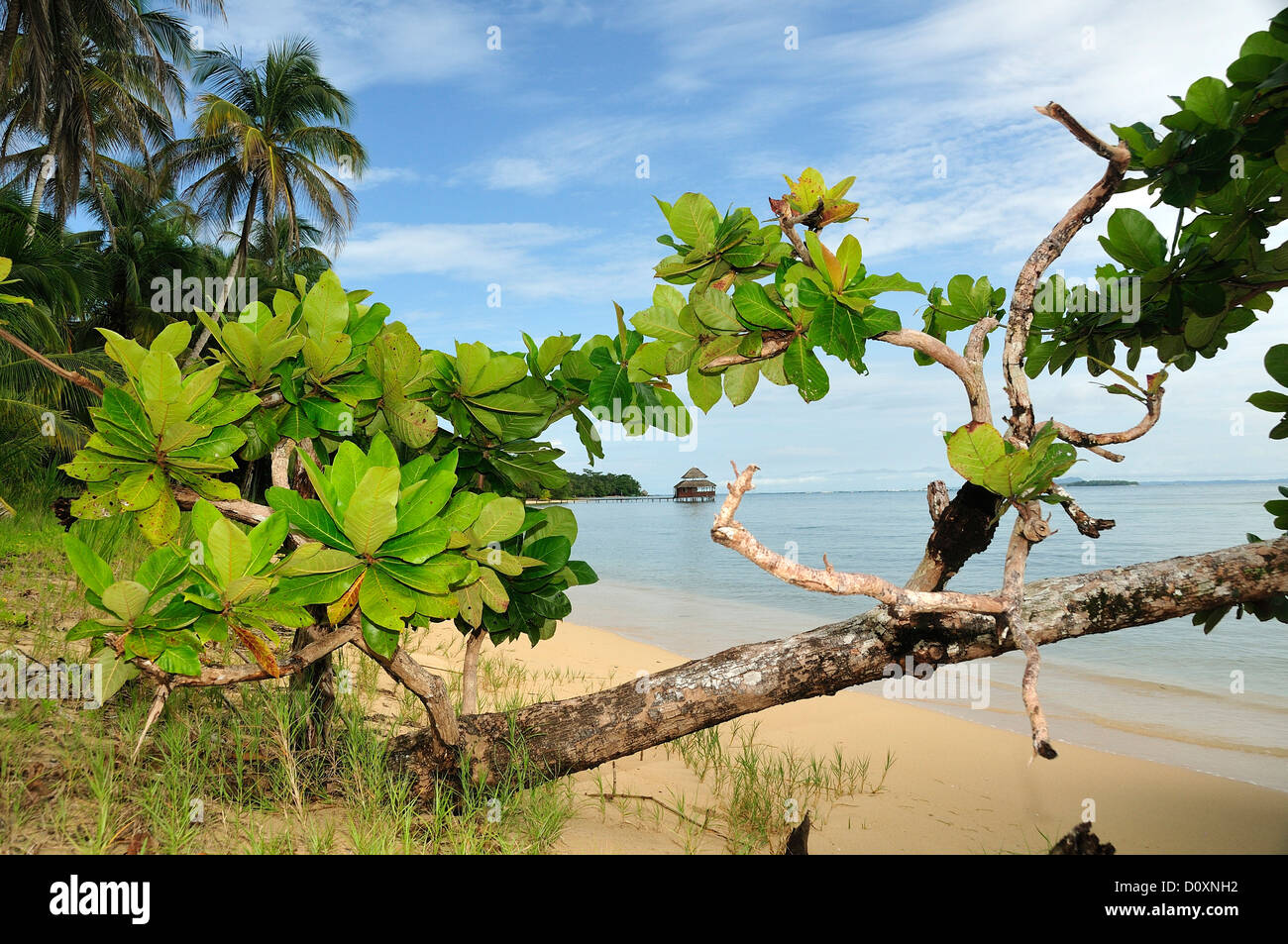 Sand, Strand, Insel Bastimentos, Karibik, Bocas del Toro, Panama, Mittelamerika, Stockfoto