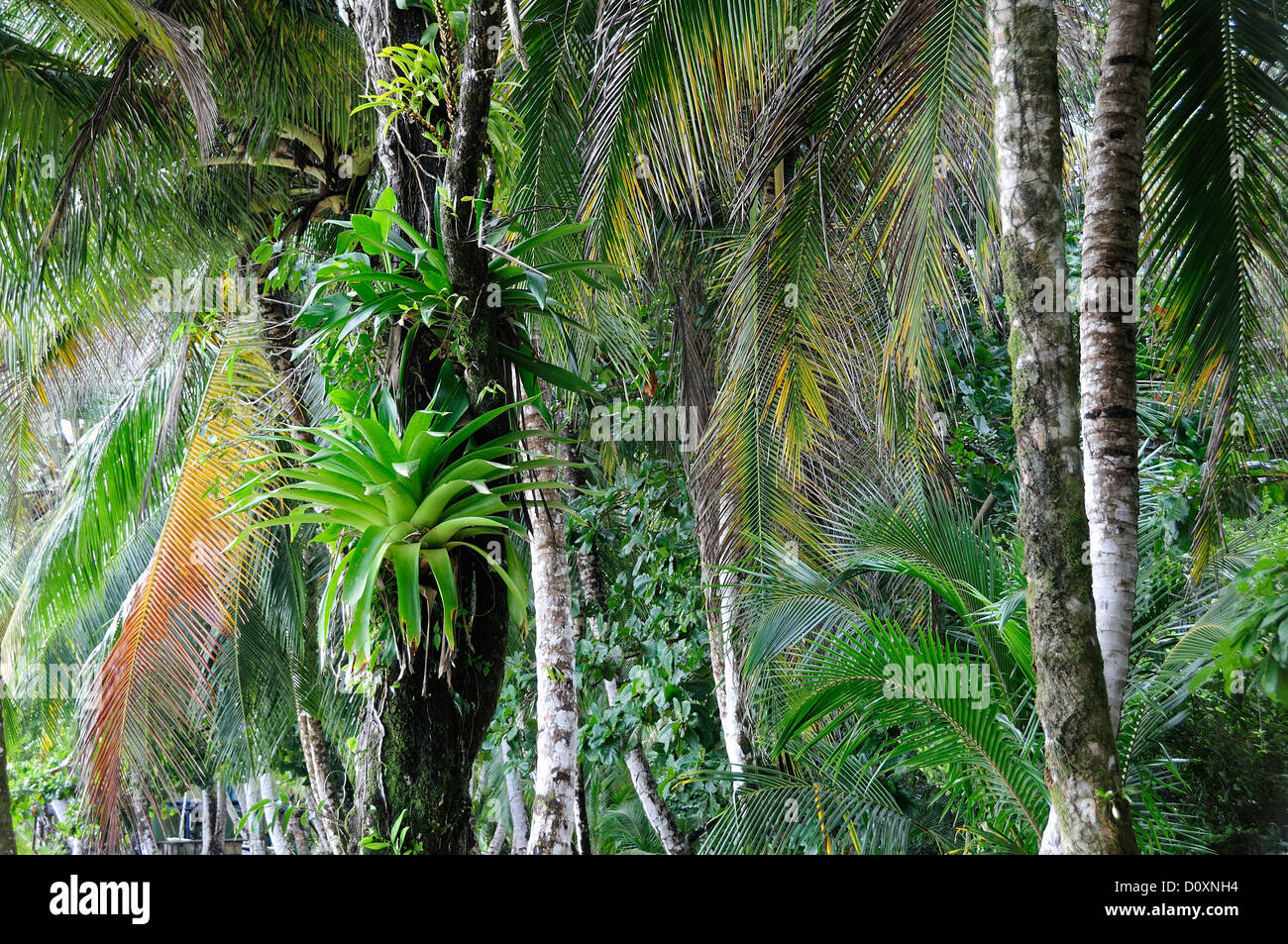 Palmen, Bastimentos Island, Karibik, Bocas del Toro, Panama, Mittelamerika, Stockfoto