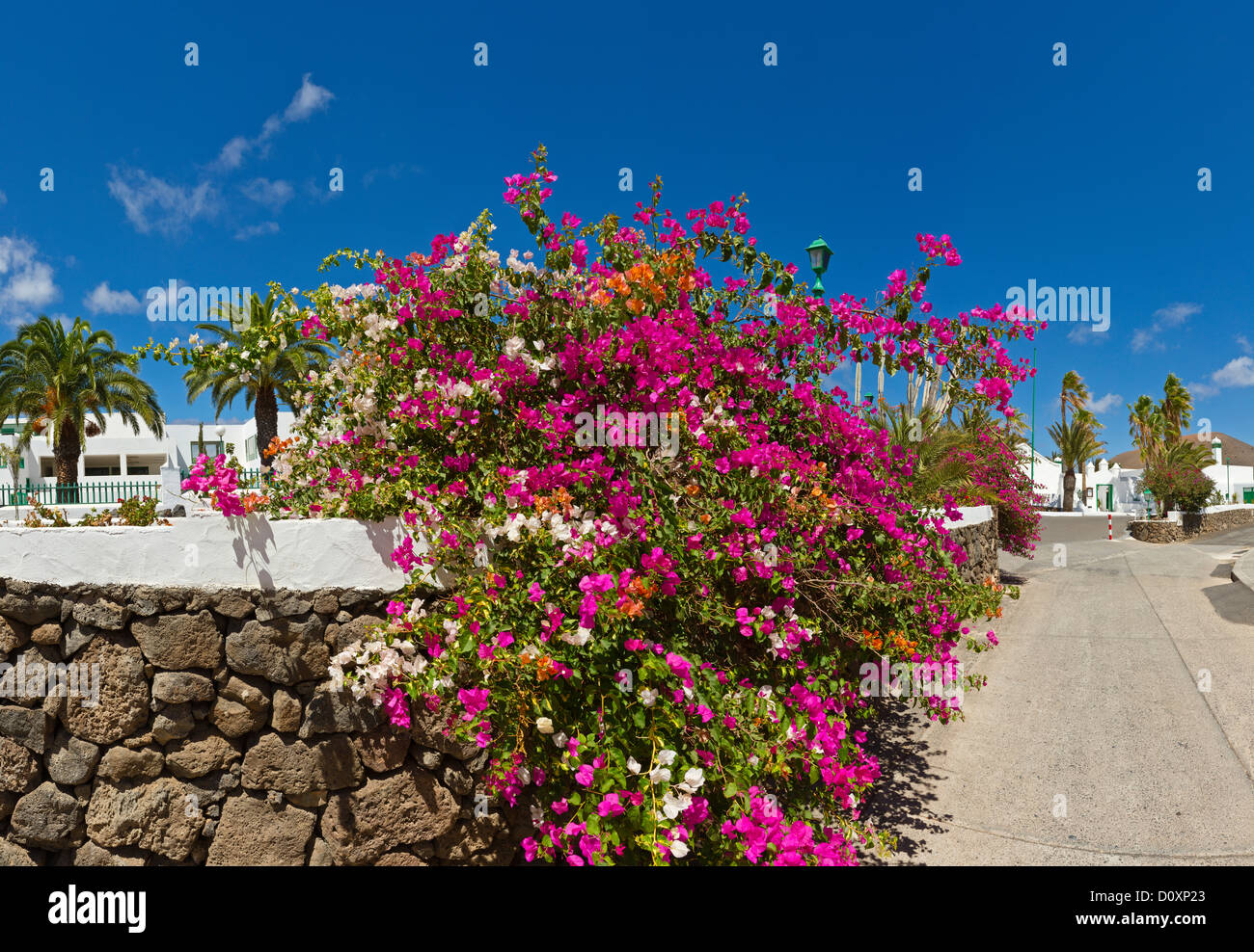 Lanzarote blumen -Fotos und -Bildmaterial in hoher Auflösung – Alamy