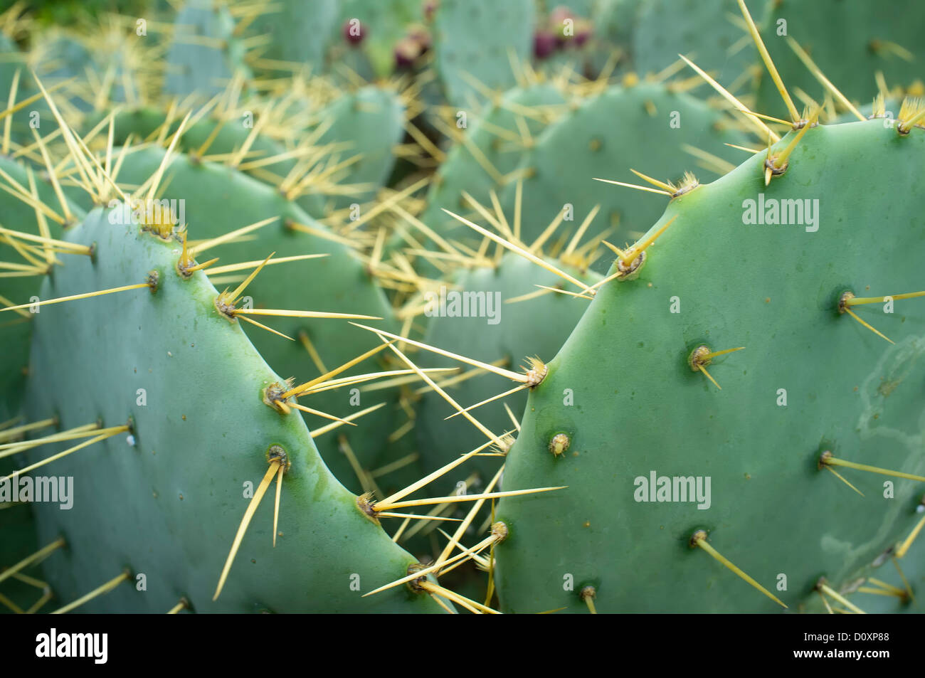 Nahaufnahme von Prickly Pear Cactus Bush (Opuntia, auch bekannt als Nopales oder Paddel Kaktus) Stockfoto