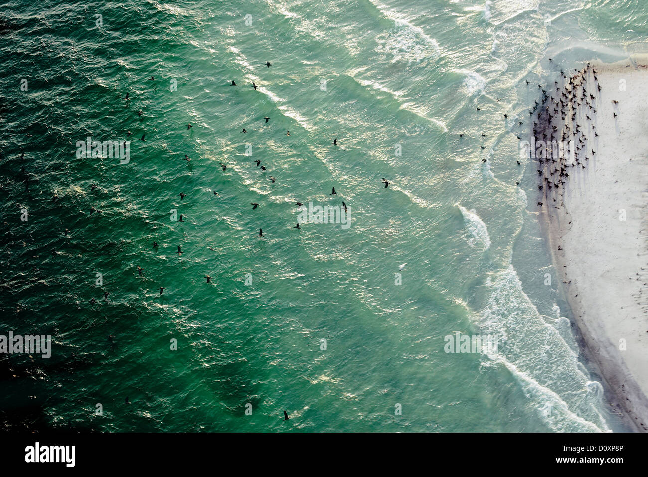 Vogelschwarm über Meer im Egmont Key National Wildlife Refuge, Tampa Bay, Florida, USA Stockfoto
