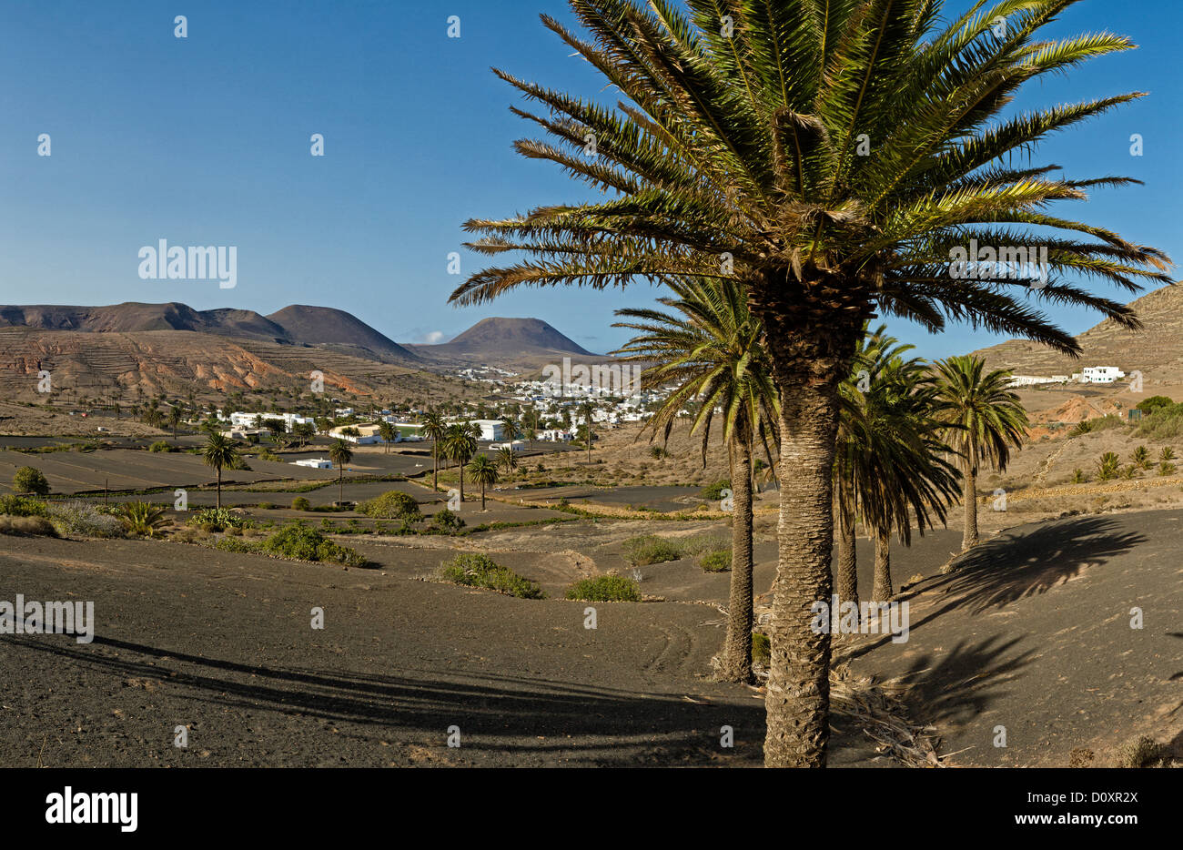 Spanien, Lanzarote, Haria, Dorf der 1000 Palmen, Stadt, Dorf, Wald, Holz, Bäume, Sommer, Berge