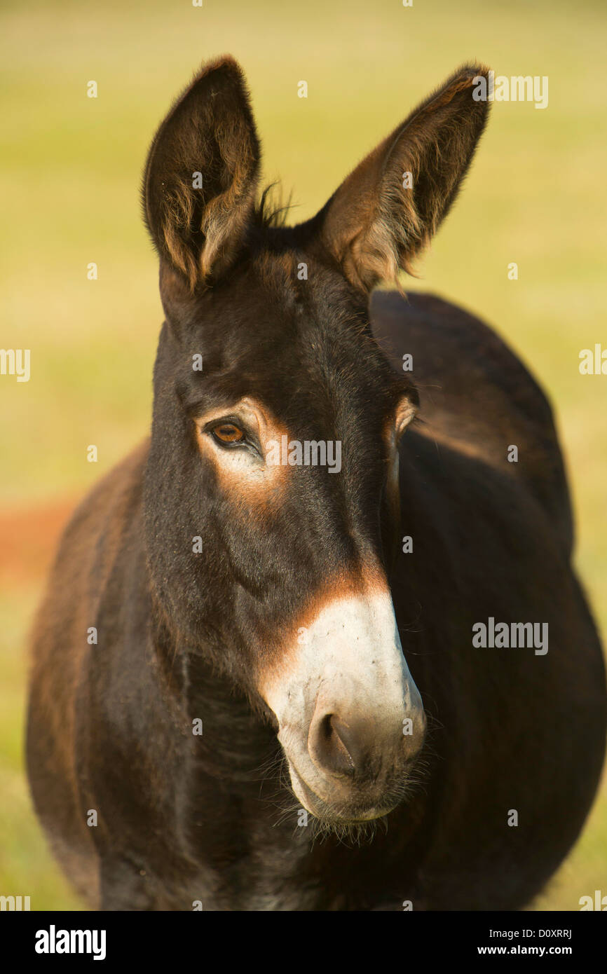 USA, USA, Amerika, Burro, South Dakota, Prärie, Interaktion, Rasen, Grünland, Grasland, Wild, Esel, Maultier Stockfoto