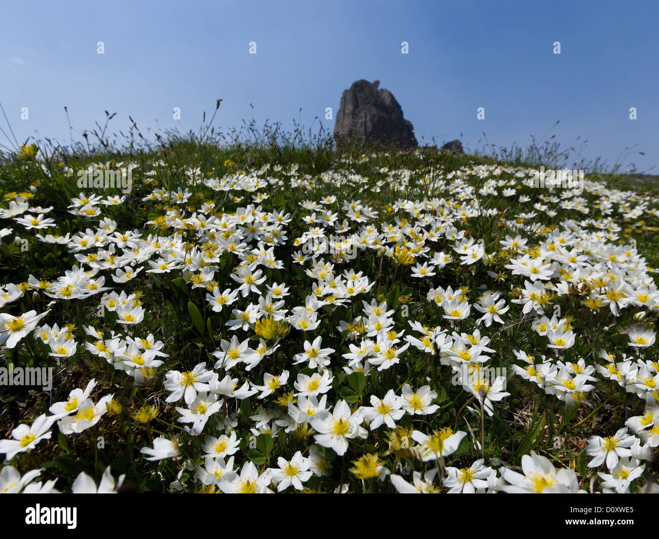 Alpen, Alpenblumen, Alpenflora, Berg, Landschaft, Berner Alpen, Berner Oberland, Blume, Blumenwiese, Blüte, Dryas Okt Stockfoto