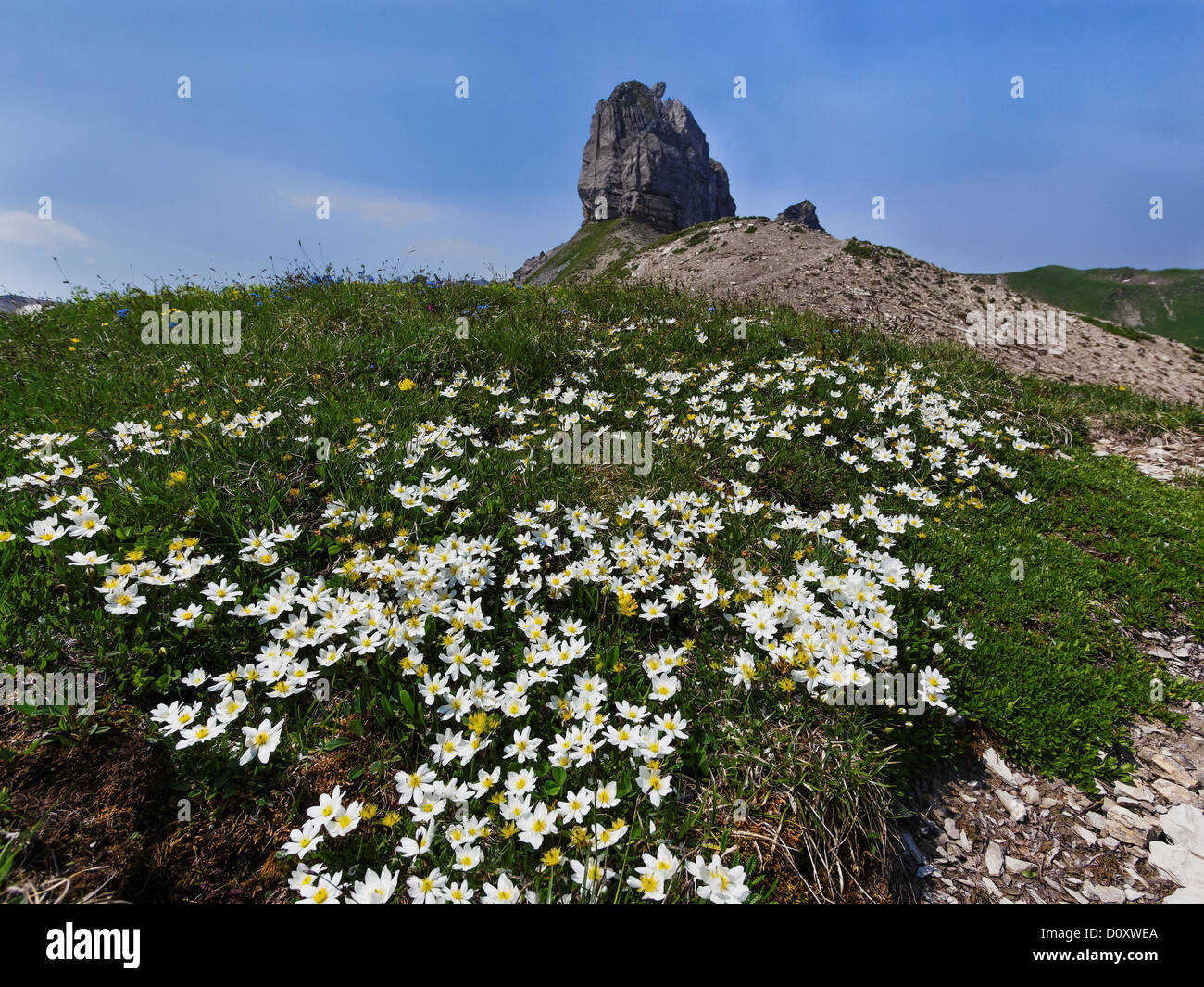 Alpen, Alpenblumen, Alpenflora, Berg, Landschaft, Berner Alpen, Berner Oberland, Blume, Blumenwiese, Blüte, Dryas Okt Stockfoto
