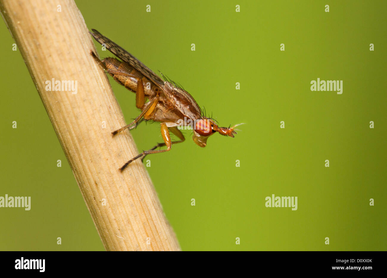 Deer Fly isoliert auf einem grünen Hintergrund. Stockfoto