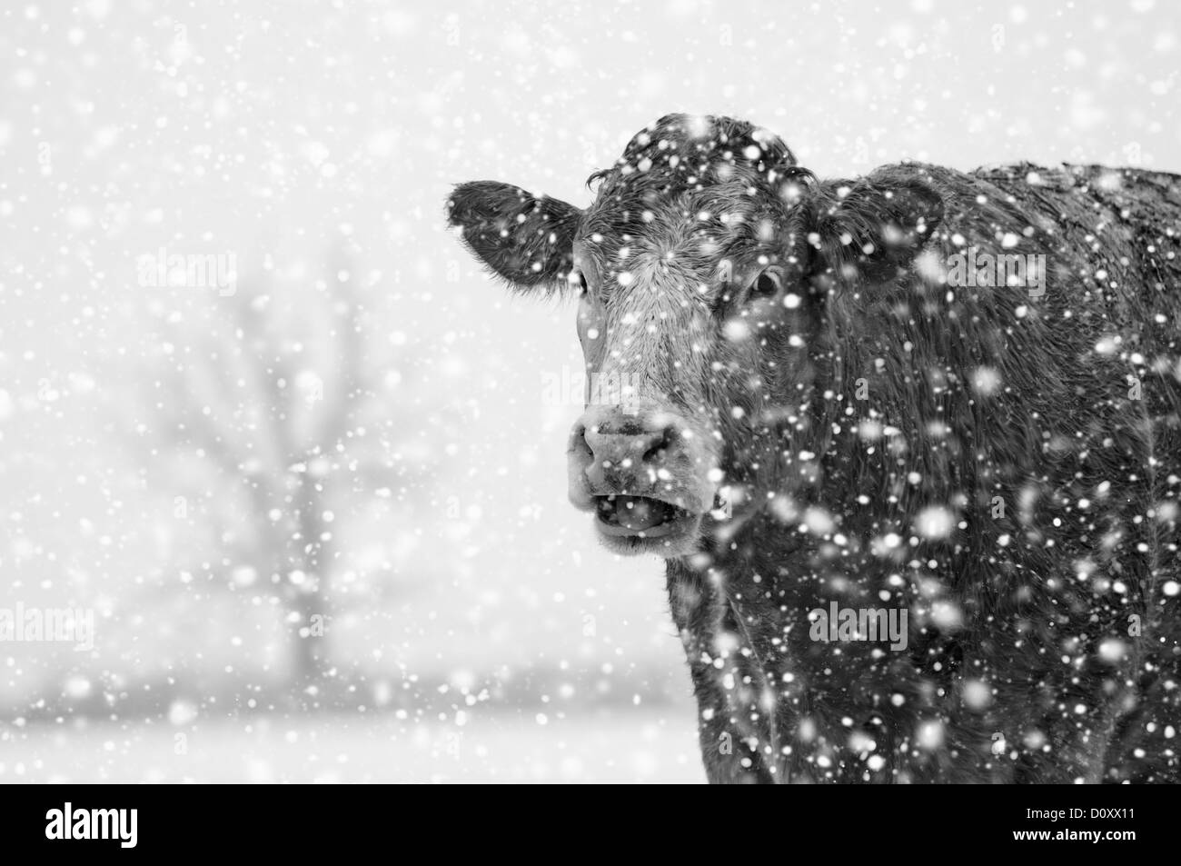 Eine einsame Kuh in den Schnee, Winchelsea, East Sussex Stockfoto