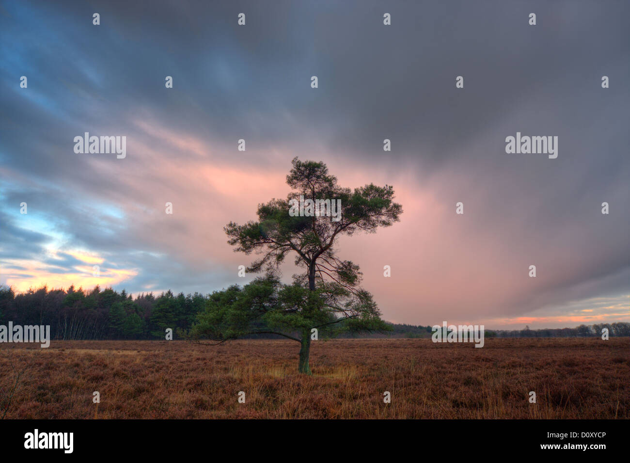 Einsame Kiefer (Pinus Sylvestris) auf einer Heide, früh an einem Herbstmorgen Stockfoto