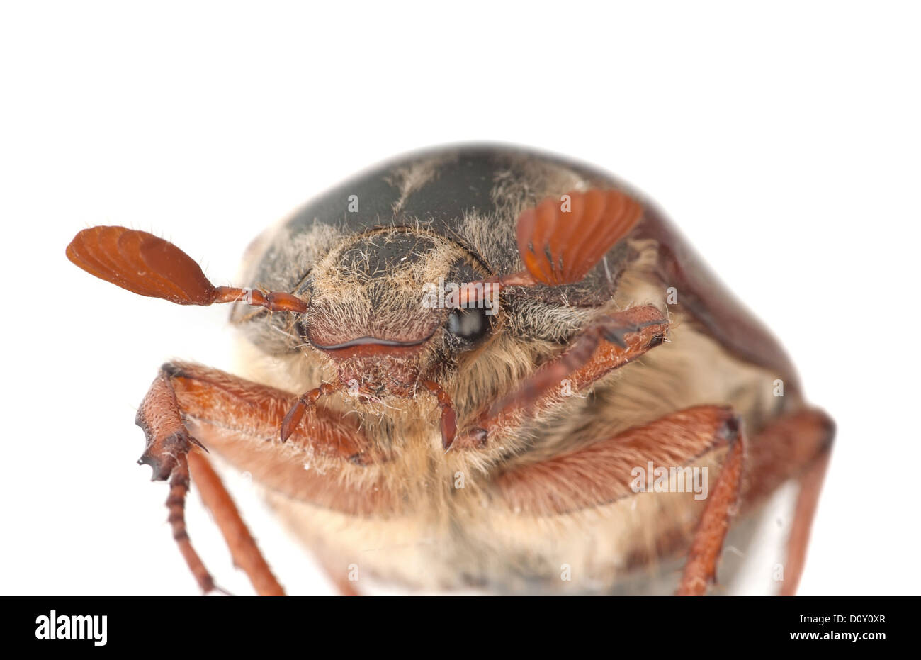 Chafer Stockfoto