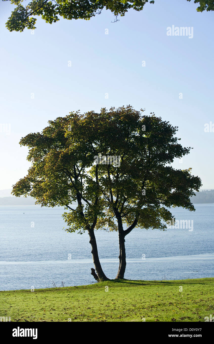 Ein Baum entlang der Küste von Dalgety Bay, Schottland. Stockfoto