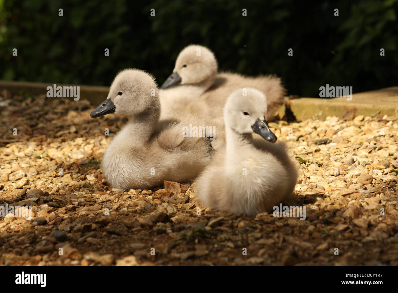 Drei Signets sitzen auf einem Pfad Stockfoto Drei Signets sitzen auf einem Pfad Stockfoto
