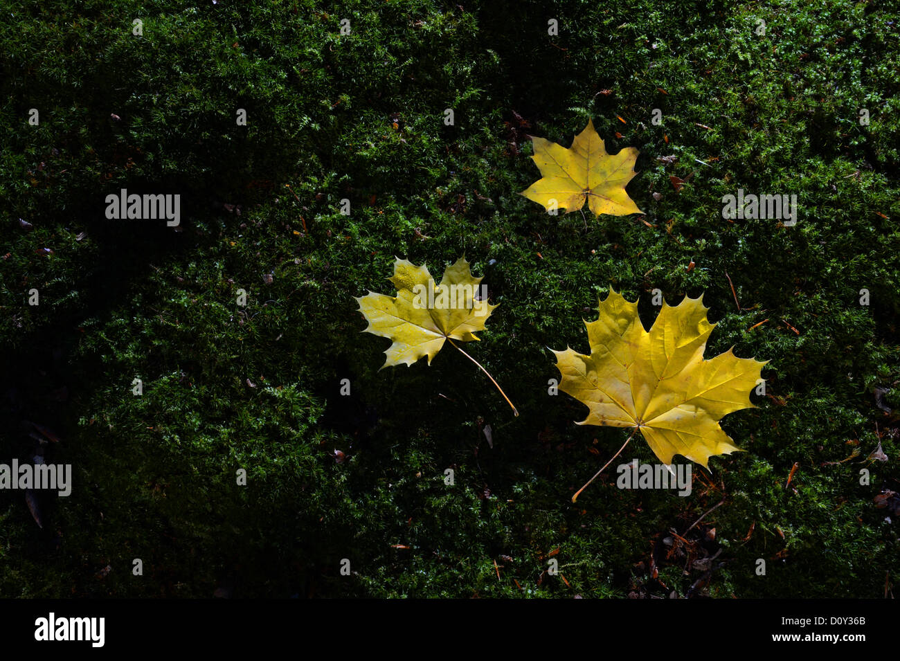 Drei gelbe Ahornblätter auf grünem Moos im Wald Stockfoto