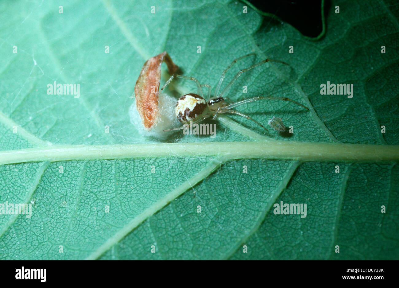 Kamm-footed Spider (Theridion Platzleitung: Theridiidae) bewachen ihre Ei-Sac, die mit einem Blatt getarnt ist. UK Stockfoto