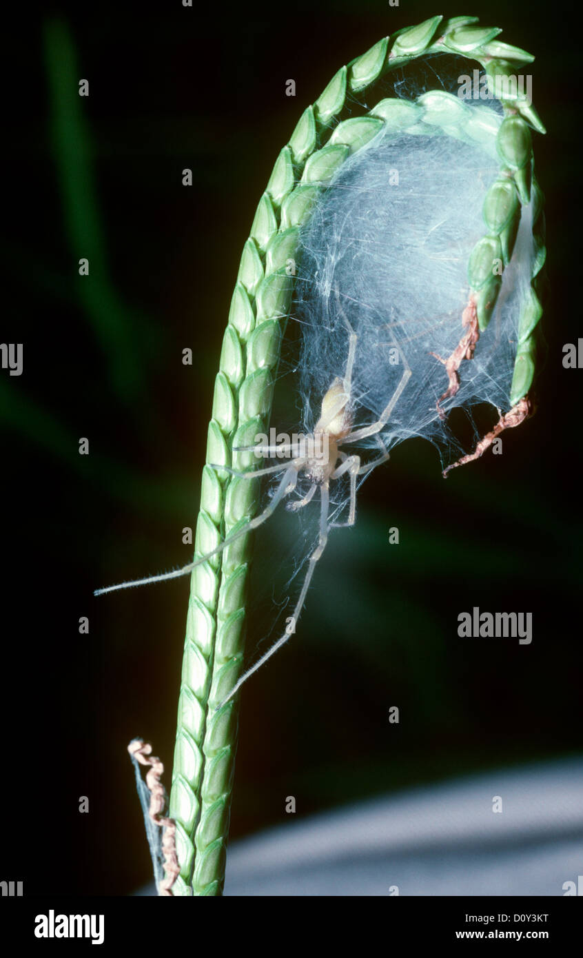 Spinne (Chiracanthium Inclusum: Miturgidae) außerhalb seines Rückzugs, gebaut in der Regel auf einem gebogenen über Grass Stamm, Georgia, USA Stockfoto