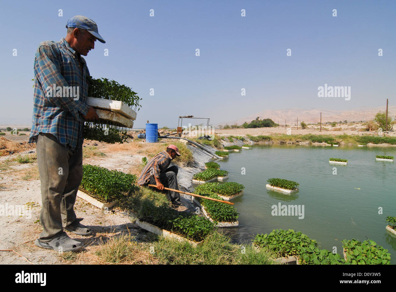 JORDAN, Wassermangel und Landwirtschaft im Jordantal, Gärtnerei im Teich in der Nähe von Toten Meer schwimmen Stockfoto