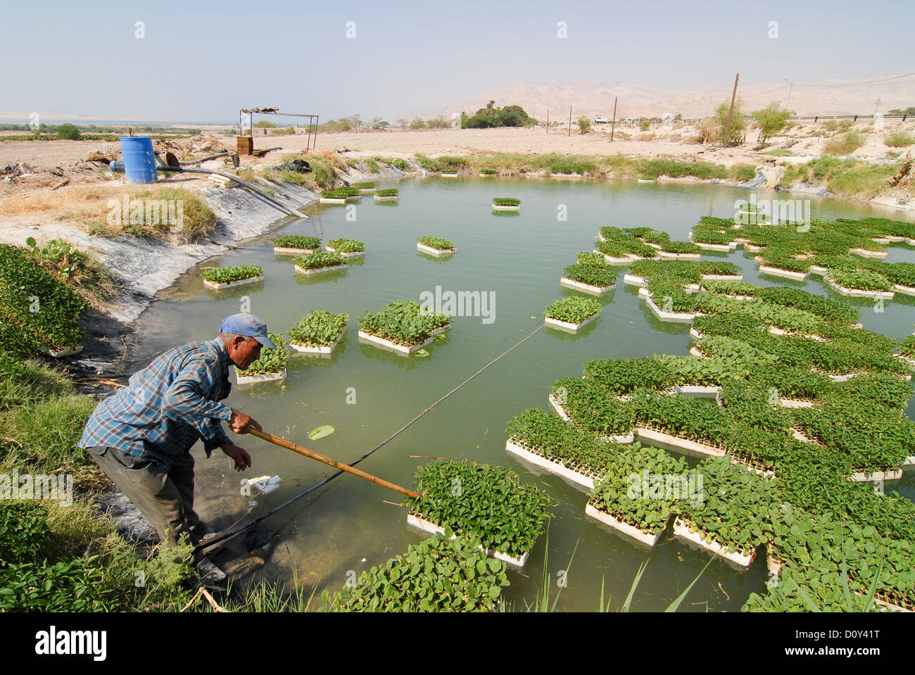 JORDAN, Wassermangel und Landwirtschaft im Jordantal, Gärtnerei im Teich in der Nähe von Toten Meer schwimmen Stockfoto