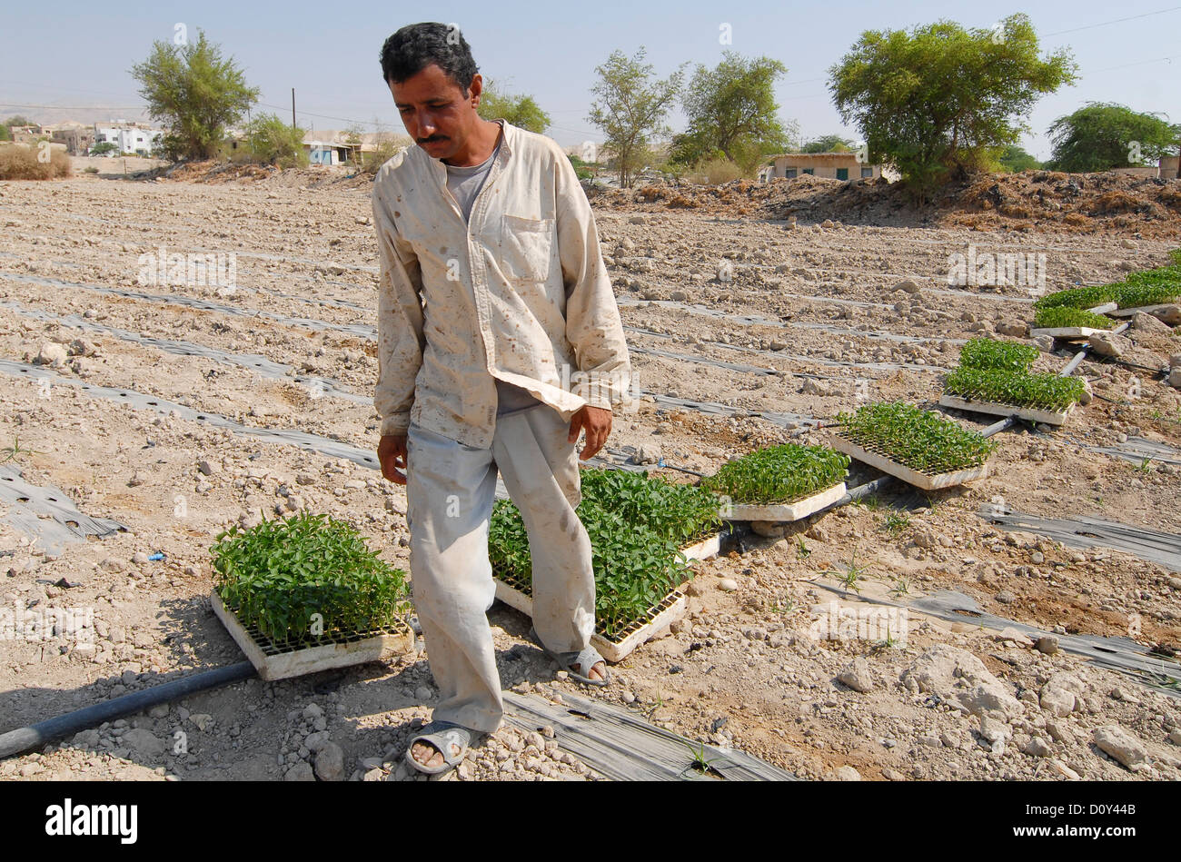 JORDAN, Wassermangel und Landwirtschaft im Jordantal, Gemüseanbau Stockfoto