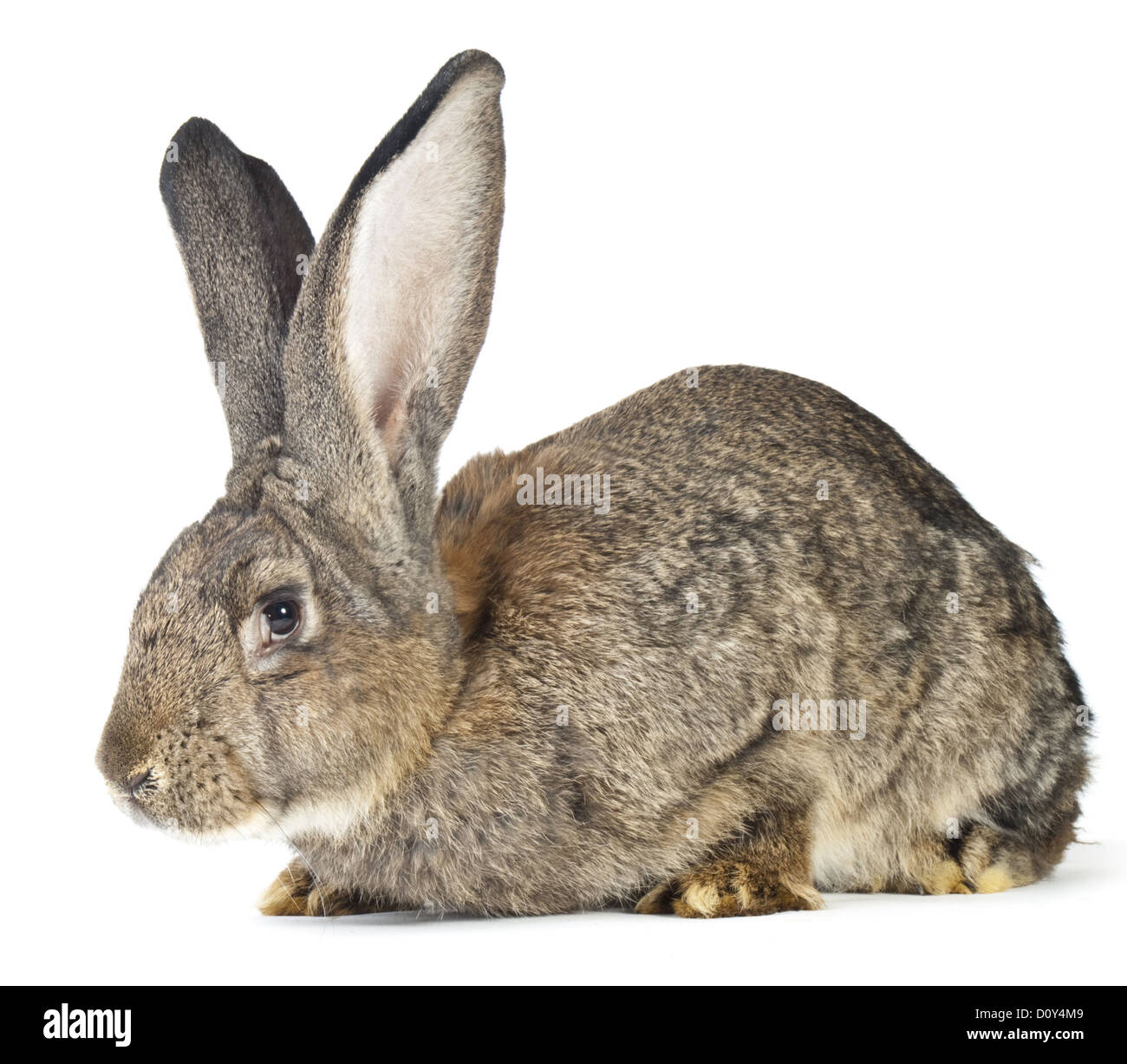 große Kaninchen Stockfoto