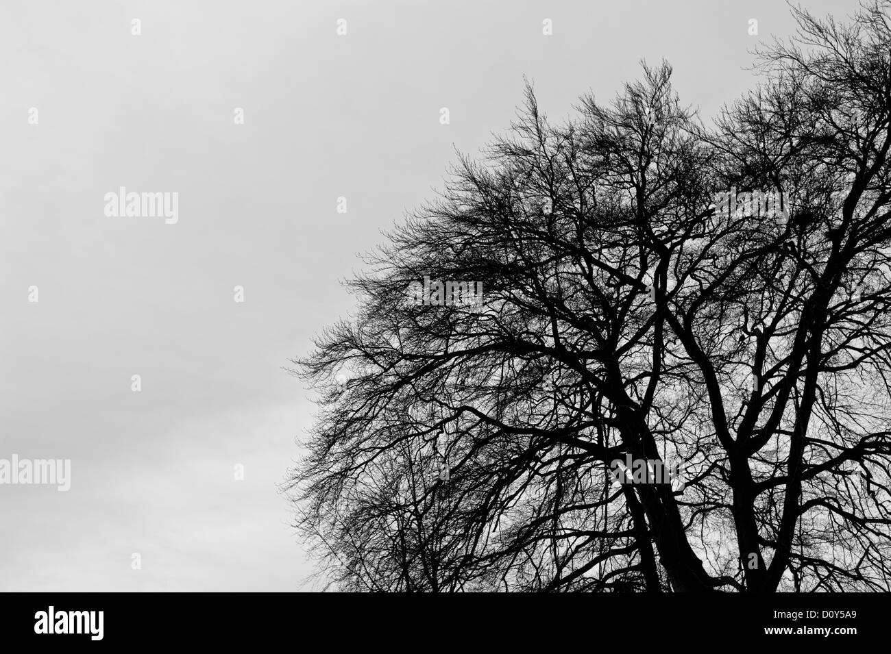 Winter Baum. Stockfoto