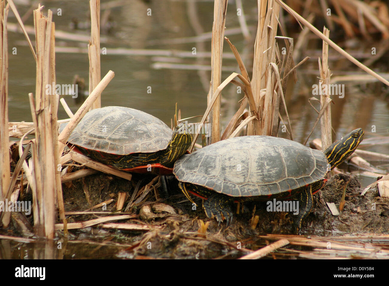 Ein paar Western gemalt Schildkröten stehen auf eine Schlamm-flache sonnen sich im Frühjahr in Winnipeg, Manitoba, Kanada Stockfoto