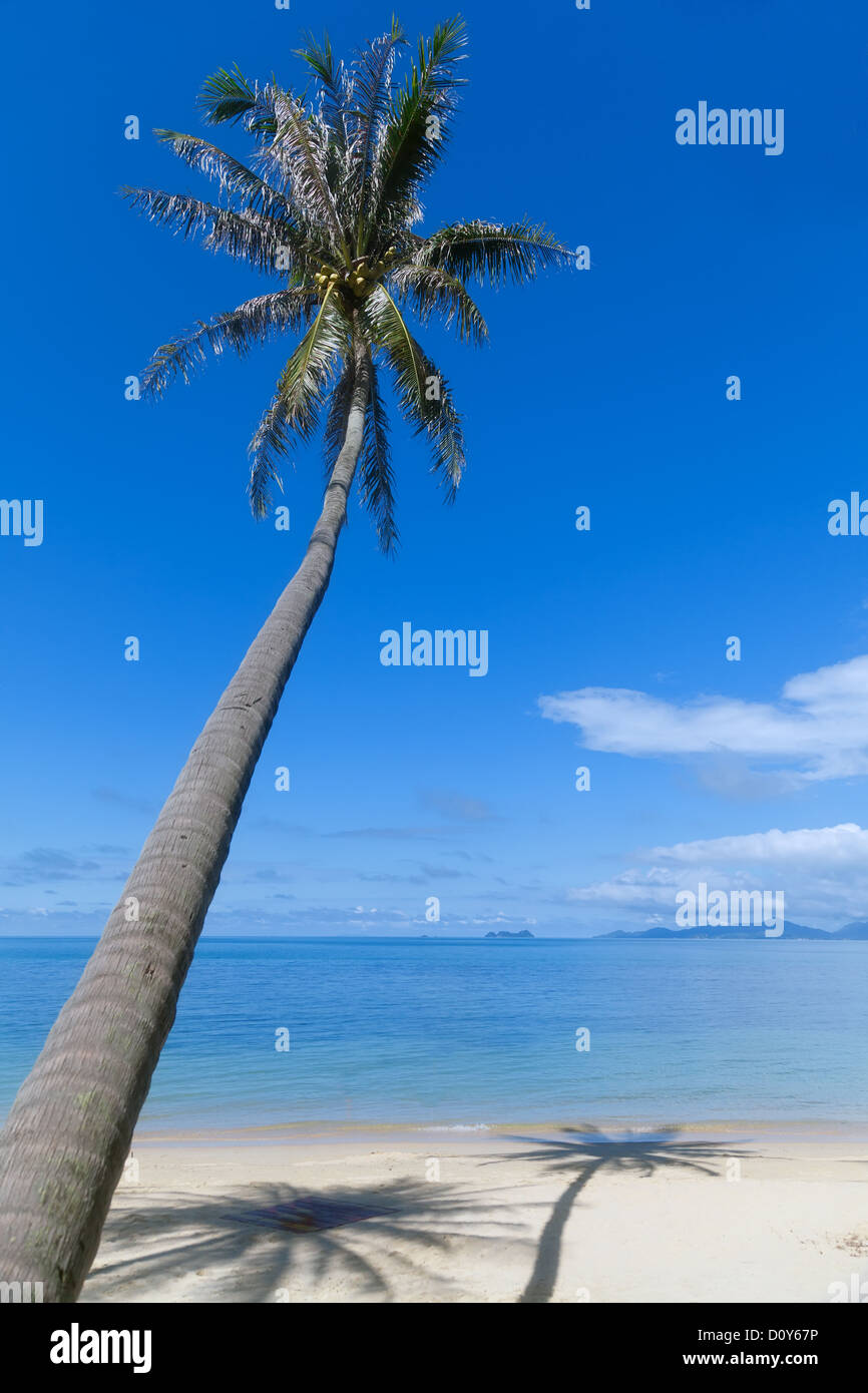 Baum schatten am strand Fotos und Bildmaterial in hoher Auflösung Alamy