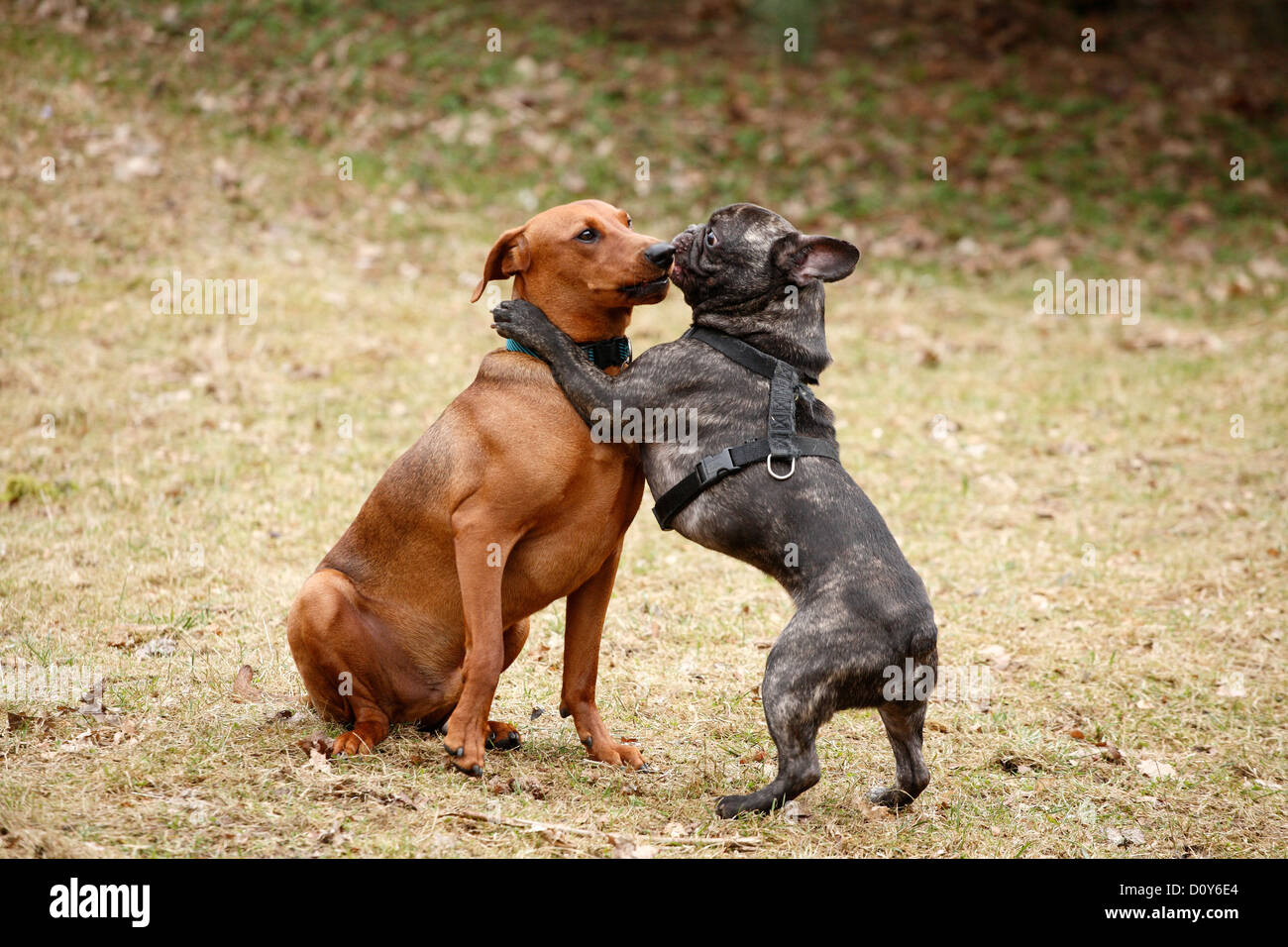 Berlin, Deutschland, Deutsche Pinscher und Franzoesische Bulldogge-mix Stockfoto