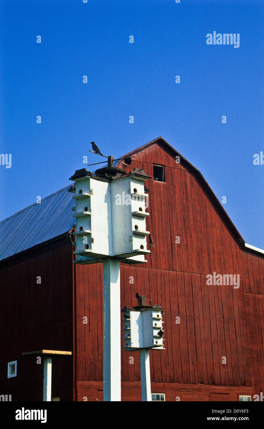 Lila Martins und Vogelhäuschen, rot vintage Scheune auf einer Amish Farm im Holmes County, Ohio, USA, Martin House tief blauen Himmel, Holz- Bird's Nest, UNS Stockfoto