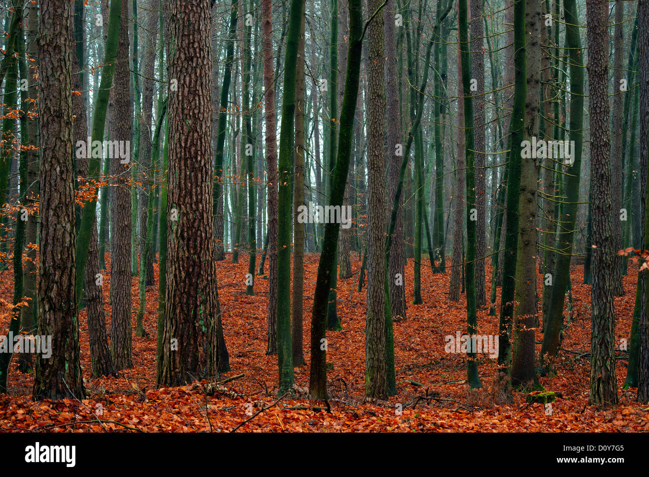 Mischwald im Herbst nach dem Regen - Blätter gefallenen rot. Stockfoto