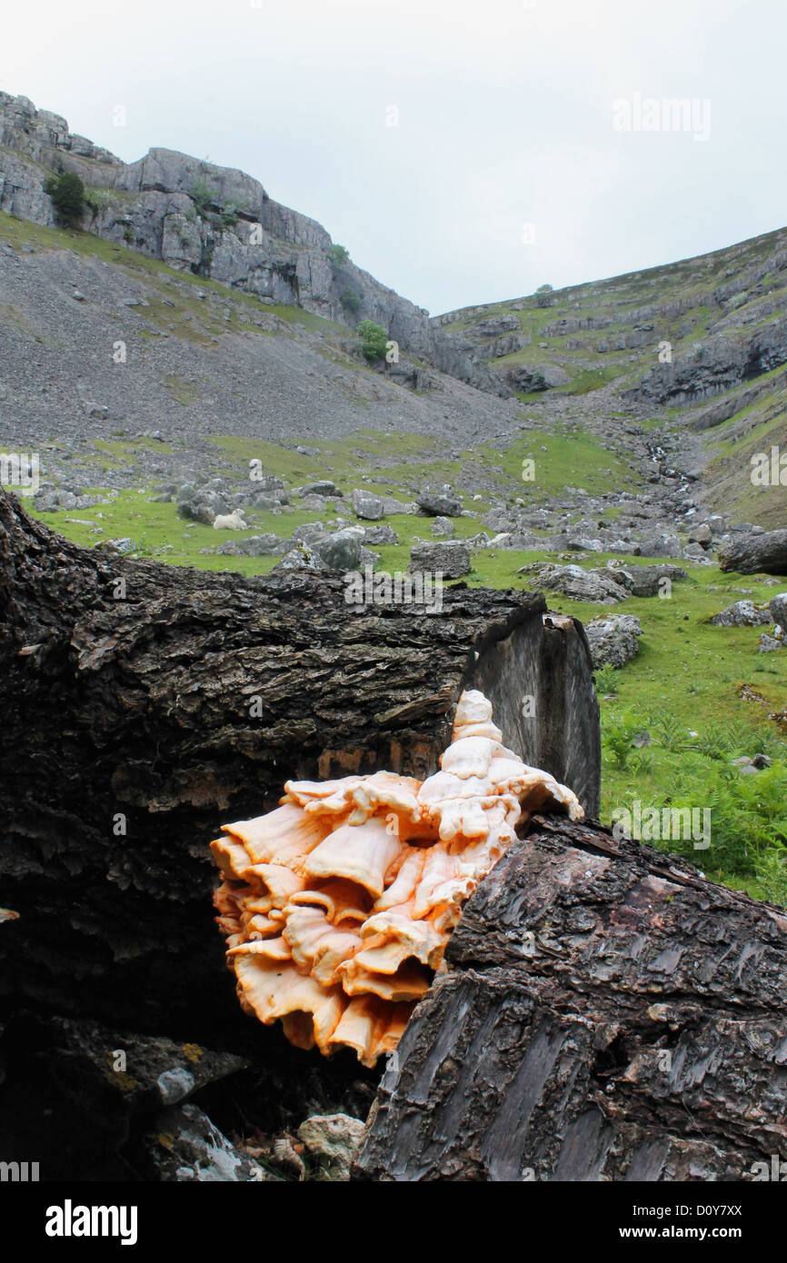 Huhn der Wald Pilze wachsen auf toter Baum Stockfoto