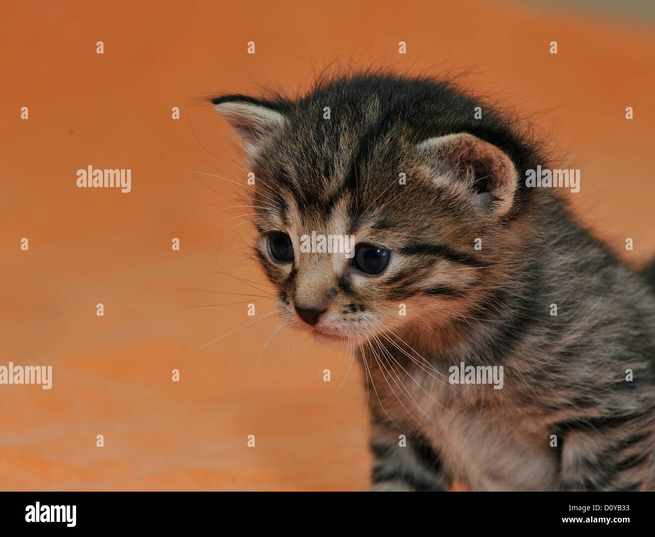 Hauskatze (Felis Domesticus) Tabby Kitten 21 Tage alt Stockfoto