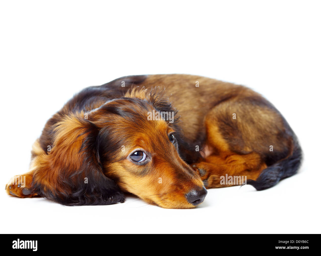 Hund Dackel Stockfoto