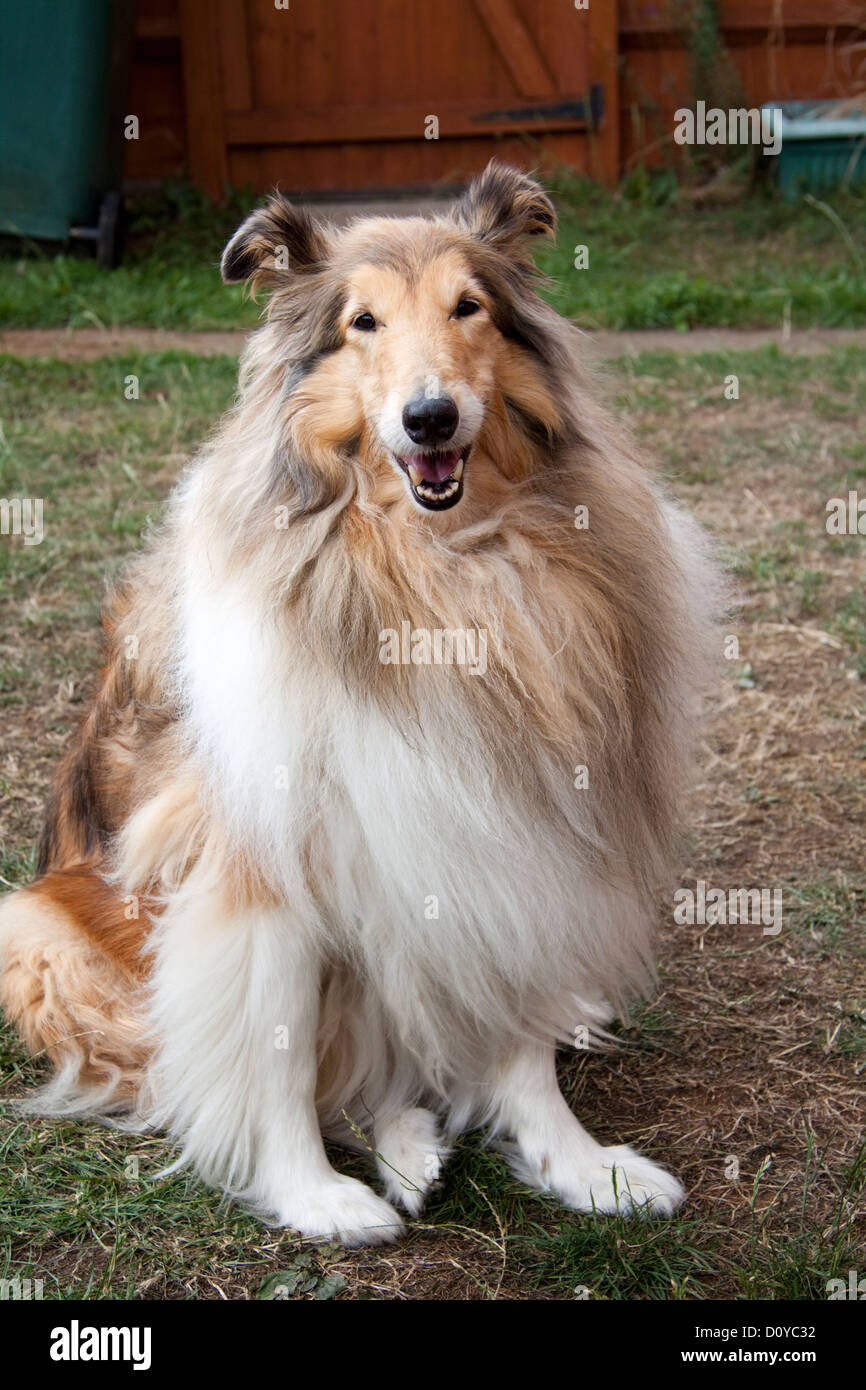 Lassie Collie Hund Stockfotografie - Alamy