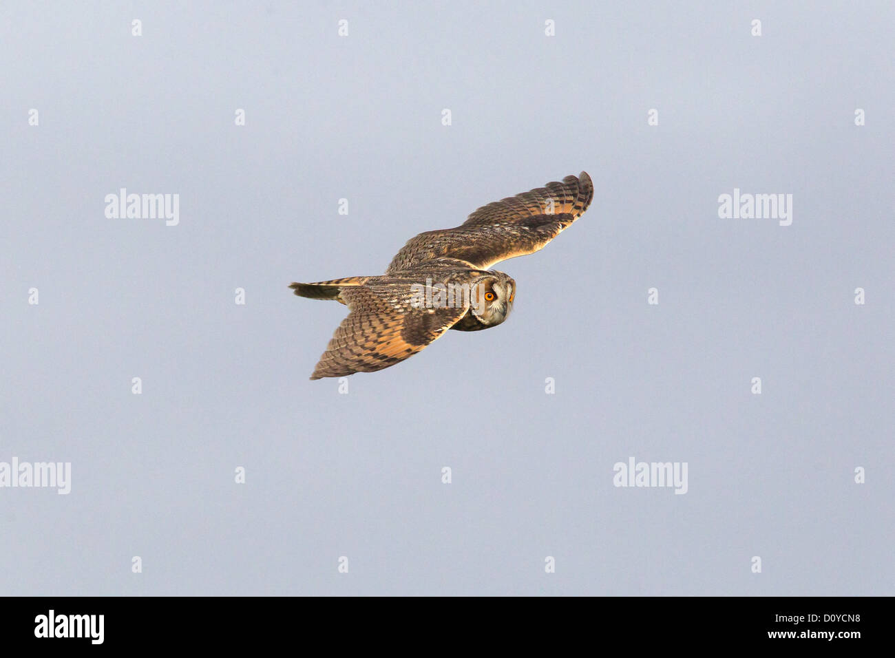 Long-eared Eule Asio Otus, Shetland, Scotland, UK Stockfoto