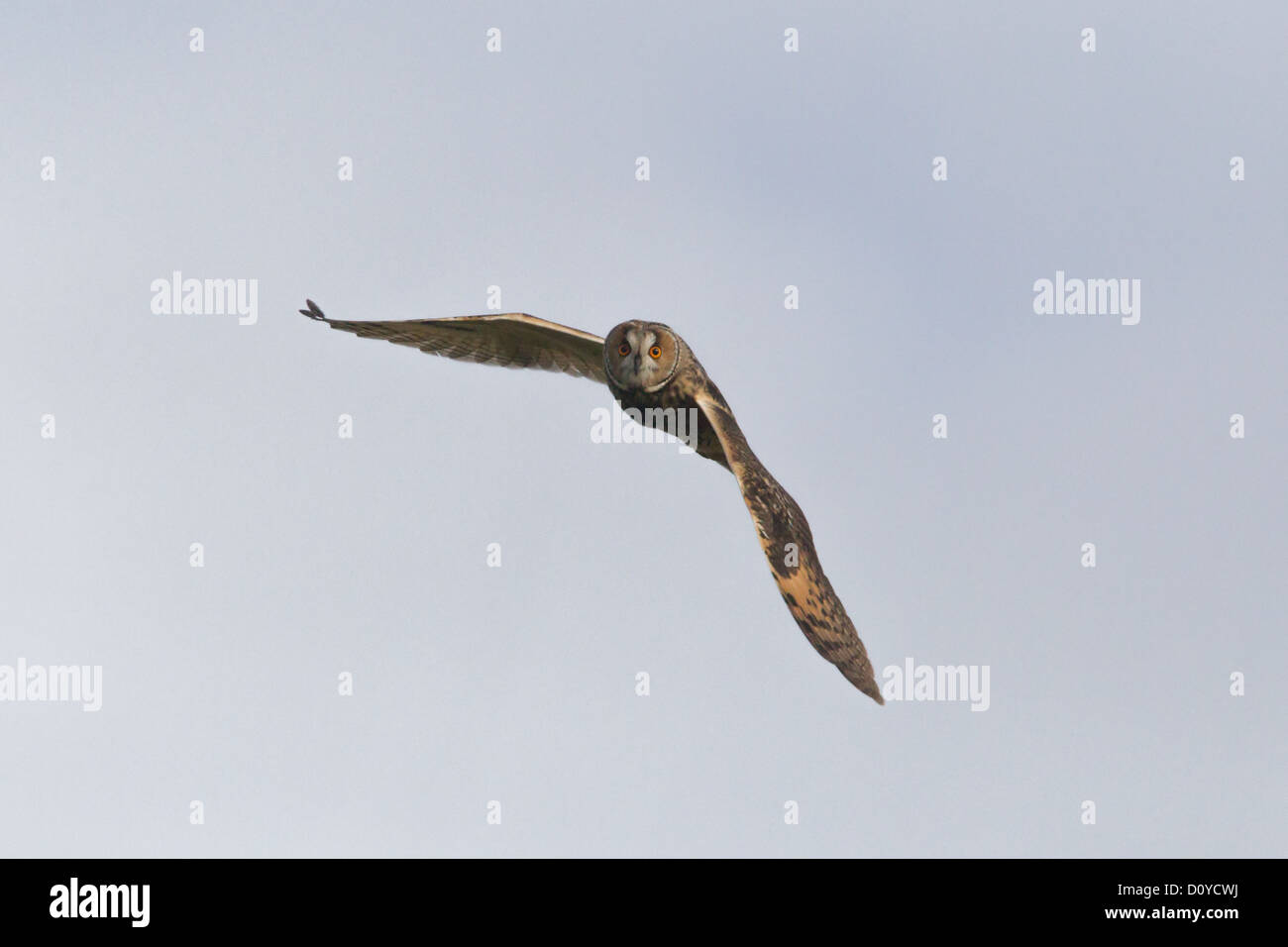 Long-eared Eule Asio Otus, Shetland, Scotland, UK Stockfoto