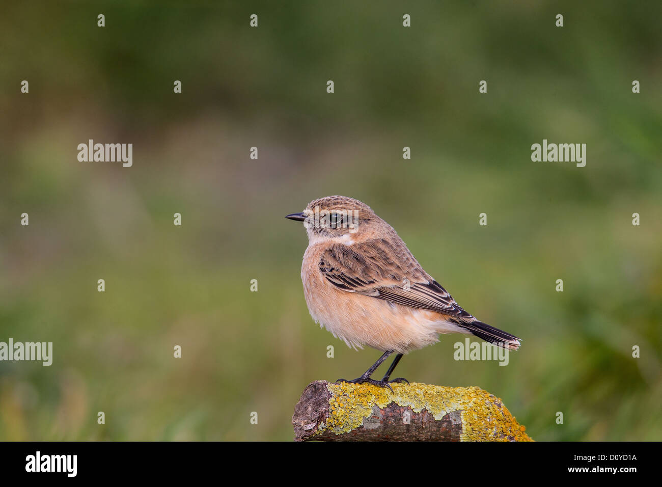Sibirische (oder Asien) Schwarzkehlchen Saxicola Maurus, Shetland, Schottland Stockfoto
