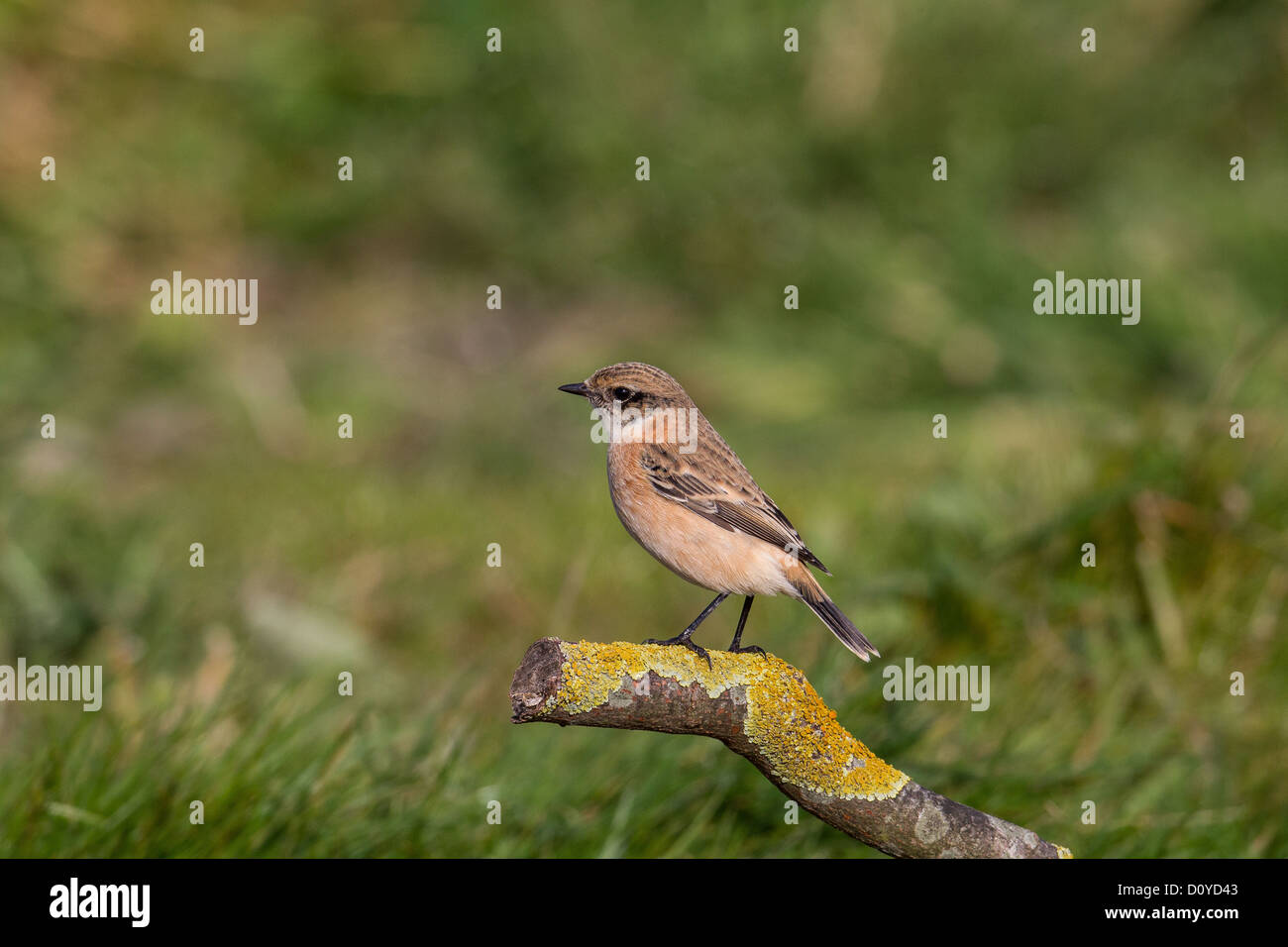 Sibirische (oder Asien) Schwarzkehlchen Saxicola Maurus, Shetland, Schottland Stockfoto