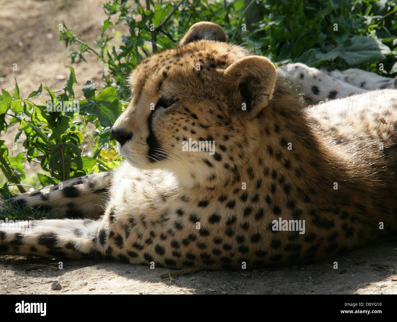 Gepard, Acinonyx Jubatus, Felidae Stockfoto