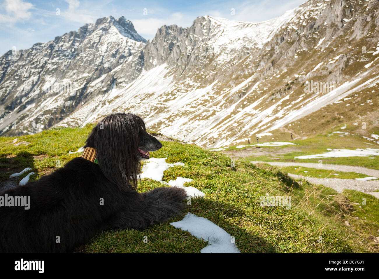 Black Afgano ruht auf dem Rasen im Schatten hoch oben in den Alpen in der Nähe von Innsbruck, leichter Schneefall auf den felsigen Gipfeln in der Sonne. Stockfoto
