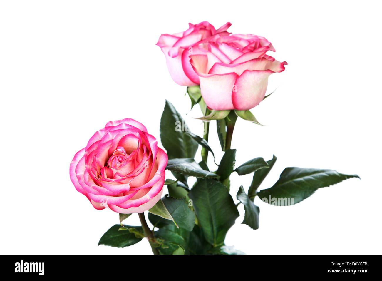 Strauß aus drei weiß-rote Rosen Stockfoto