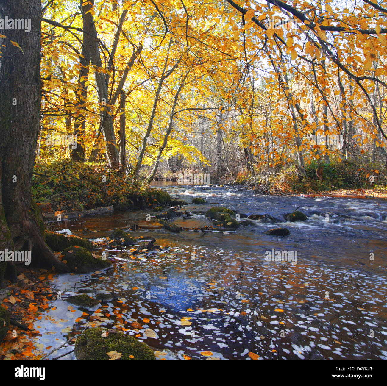 Fluss im herbstlichen Wald Stockfoto