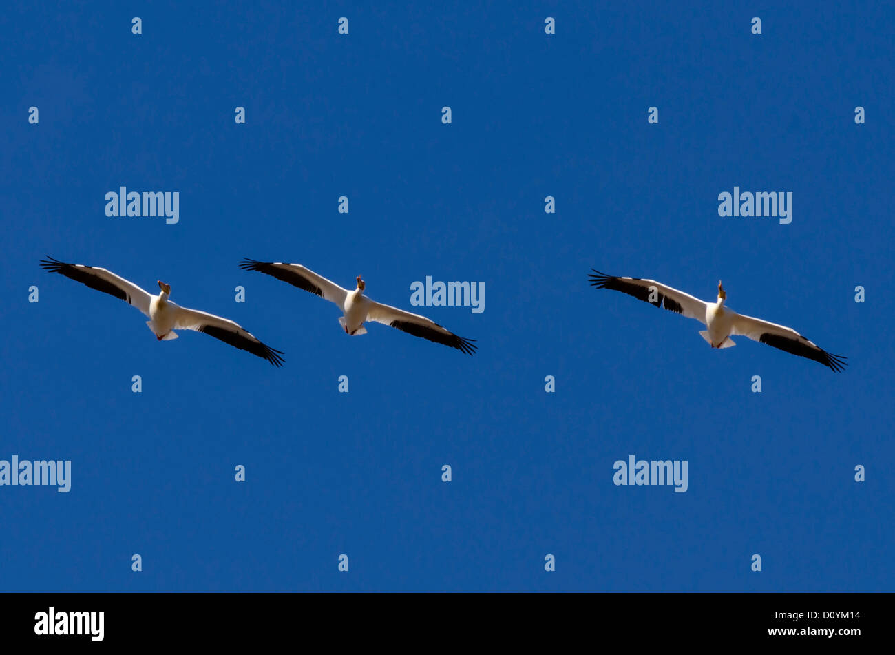 American White Pelican im Flug, Malheur National Wildlilfe Zuflucht, Oregon, USA Stockfoto