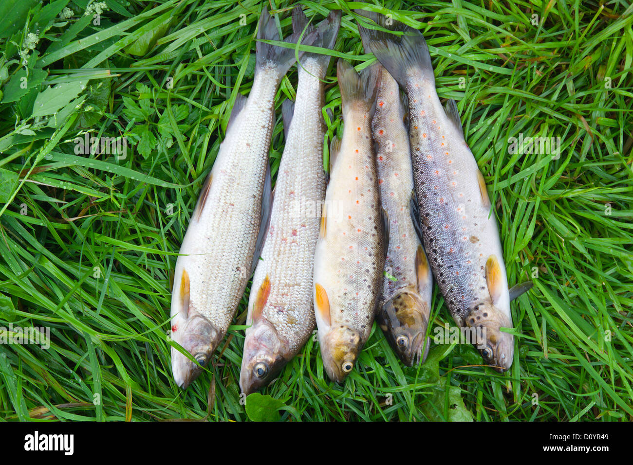 Äschen und Forellen auf dem grünen Rasen Stockfoto