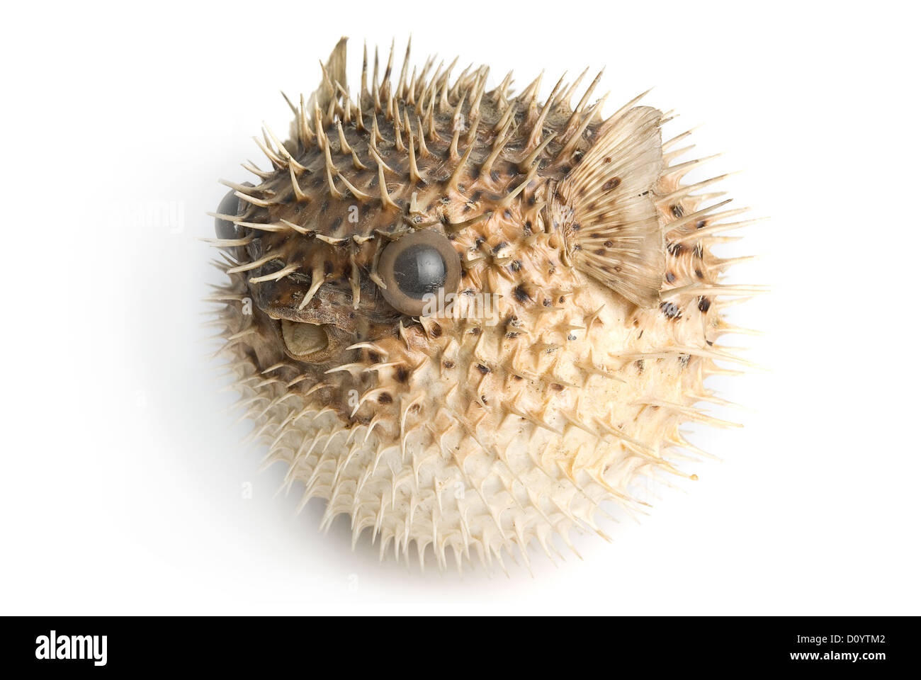 Porcupine fish Stockfoto