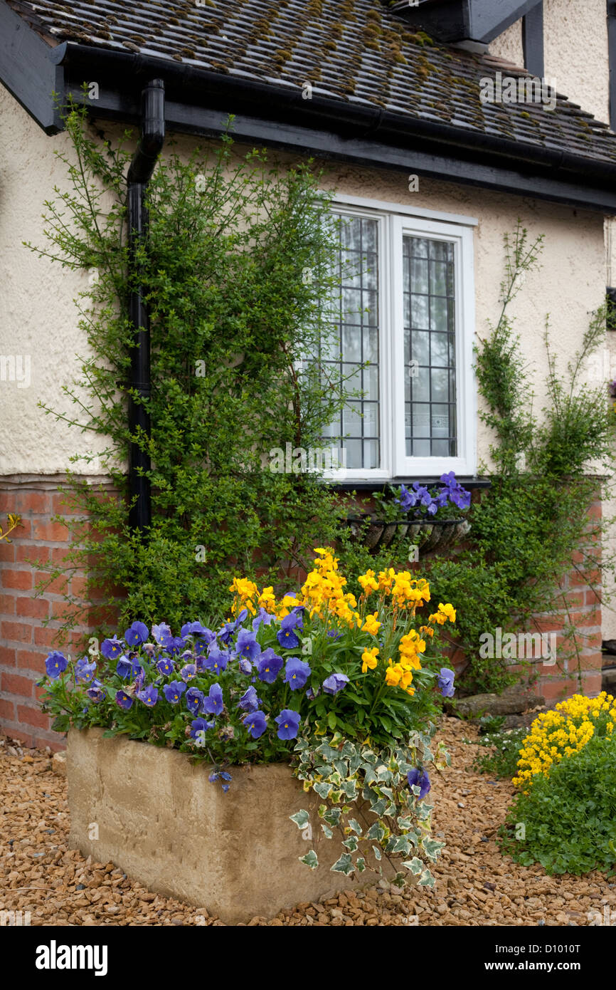 Stein-Trog vor Haus mit Stiefmütterchen und Mauerblümchen, England, UK Stockfoto