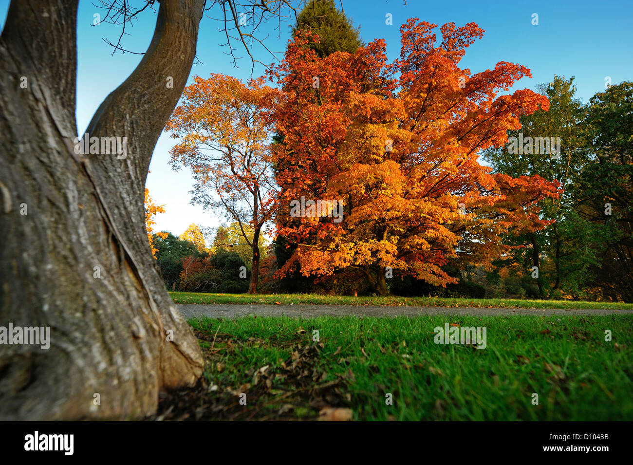 Herbstfarben in den Gärten des RBG Kew Wakehurst Platz in West Sussex UK. Stockfoto